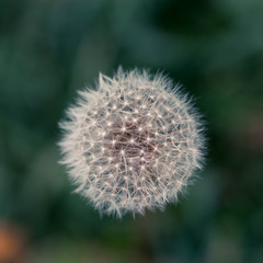 Flor de semilla de diente de leon