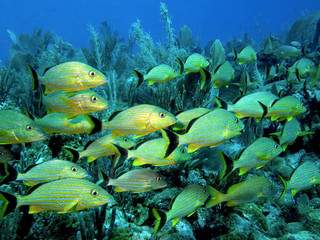 Schooling Fish on a Reef