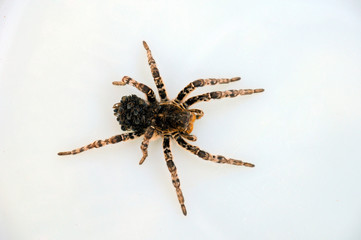 Spider night wolf with small spiders on its back on a white background.