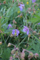 purple flower in grass