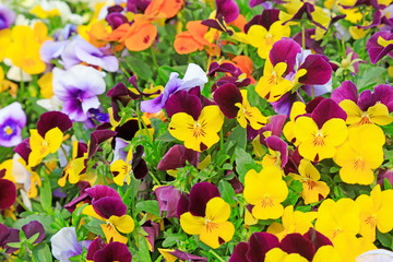 Fototapeta na wymiar Viola cornuta flowers the garden corner
