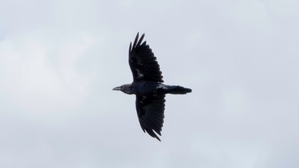 crow in flight