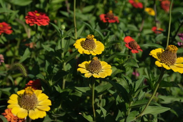 Bright flowers in the city park