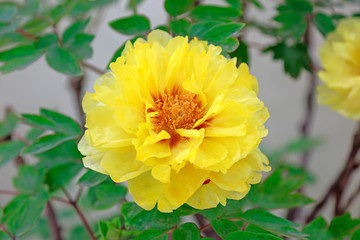 Peony flower in the garden