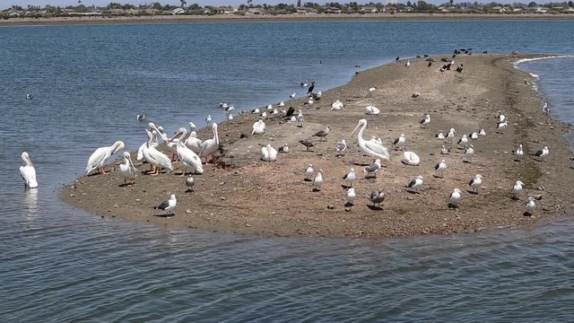 White Pelicans and Seagulls at Bolsa Chica Wetlands in Huntington Beach, California 