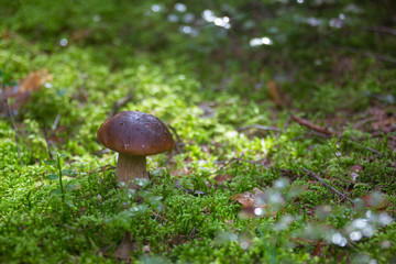 mushroom in grass