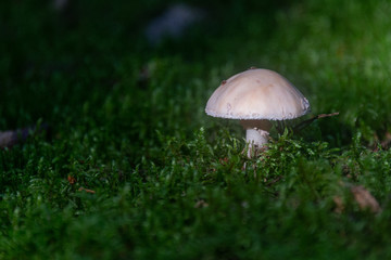 mushroom in grass