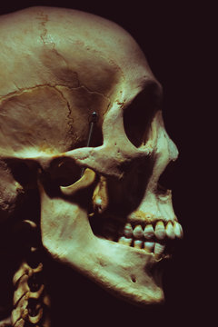 profil czaszki