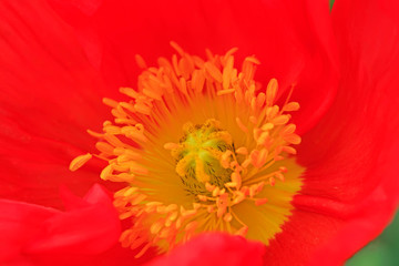 Poppy petals in the garden