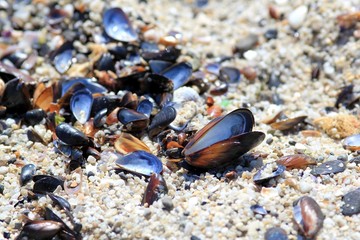 Shells Mytilus on the Black sea
