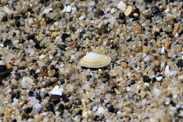 Shells Mytilus on the Black sea