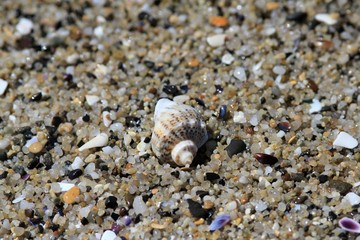 The shell of Rapana in the Black sea