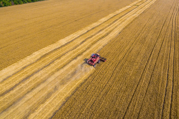 red harvester harvesting wheat. top view.shot on a drone 