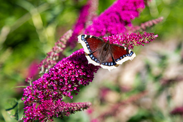 Trauermantel - Schmetterling - Edelfalter - Flieder