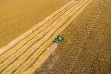 harvesting wheat. top view.shot on a drone 