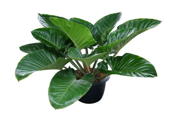 Heart shaped dark green leaves of philodendron tropical foliage plant bush in black plastic...