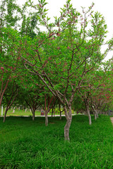 Fototapeta na wymiar orchard Natural scenery