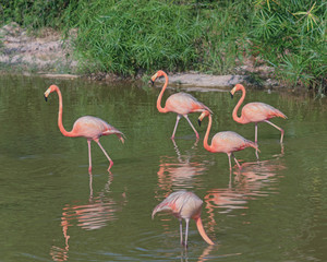 flamingo in zoo