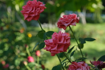 Beautiful roses in the park