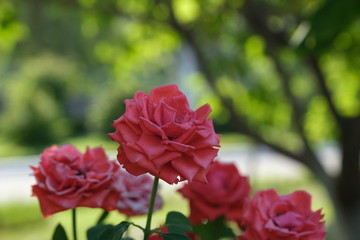 Beautiful roses in the park