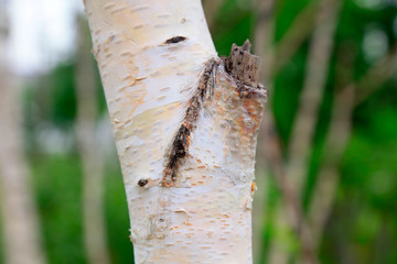 birch tree trunks in the garden