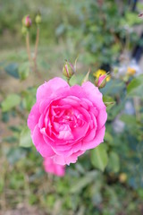 Pink wild rose