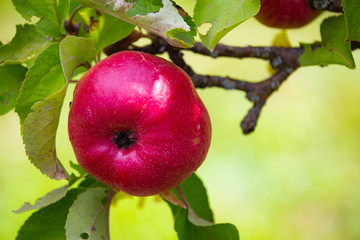 red apples on a tree