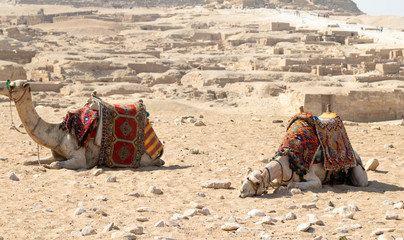 pyramids of giza in egypt