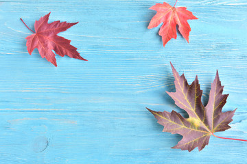 Beautiful textured maple autumn leaf with selective focus on blue wooden background. Autumn concept with fall leaves on wood backdrop and empty space for text. Minimalistic autumn invitation card