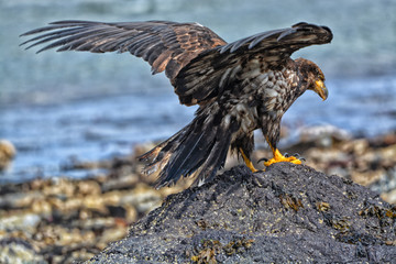 Juvenile Bald Eagle landing on a rock with outstretched wings