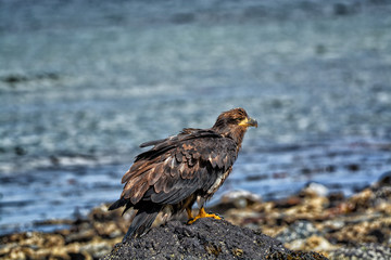 Juvenile Bald Eagle standing on a rock against a water background.