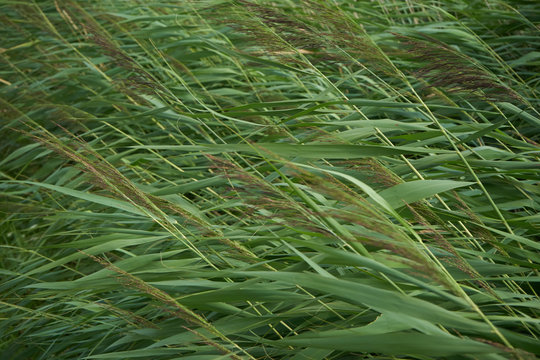 Gr&auml;ser im WInd