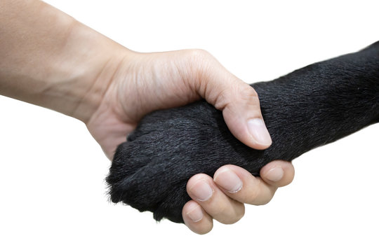 Isolated handshake between a man hand with black labrador dog hand
