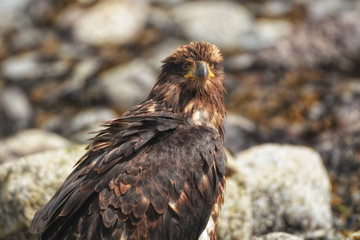 Head of a juvenile Bald Eagle looking at the camera from the side.