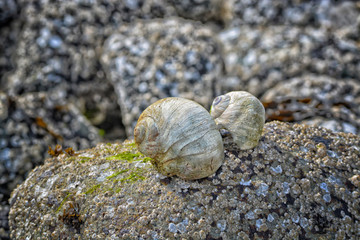 Moon Snail shells sitting on a rock at the beach.