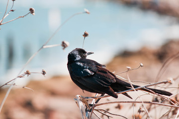 Black Bird on Branch