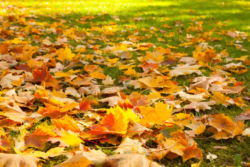 Nature Autumn Background with maple leaves