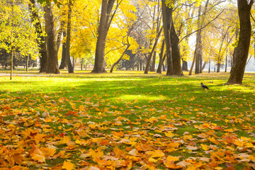 Autumn city park with fallen maple leaves