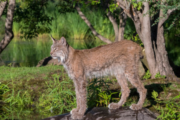 Fototapeta na wymiar Canada Lynx standing under a nice Grouping of Trees