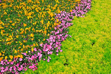Green plants in the garden