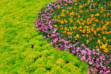 Green plants in the garden
