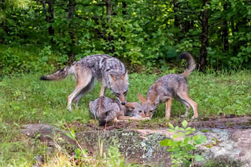 Coyote watching over Pups as they Eat