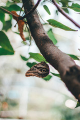 butterfly on a tree