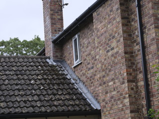 roofs, trees, and life