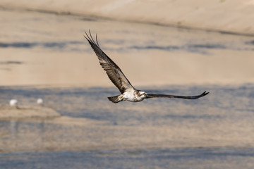 Osprey in flight at the LA River in Los Angeles. 