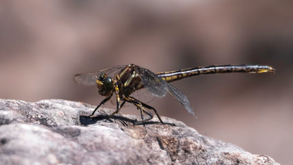 dragonfly close up