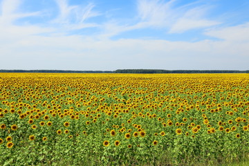 Picturesque landscape with blooming sunflowers