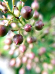 berries of currant