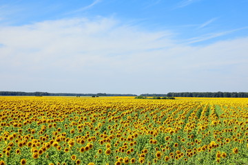 Fototapeta premium Picturesque landscape with blooming sunflowers on the field