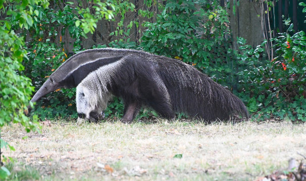 portrait of an anteater walking in searh of ants